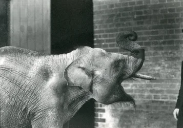 Elefante asiático bebé con cuidador, Zoológico de Londres, noviembre de 1915. El elefante lleva un brazalete alrededor de su trompa.